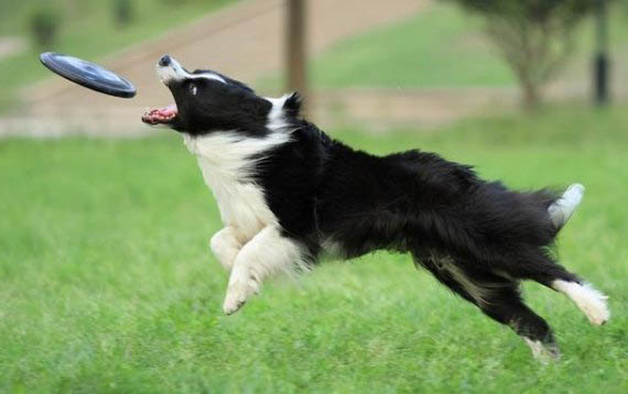 比利牛斯牧羊犬多動癥