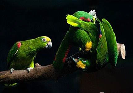 冬天給鸚鵡取暖要注意什么