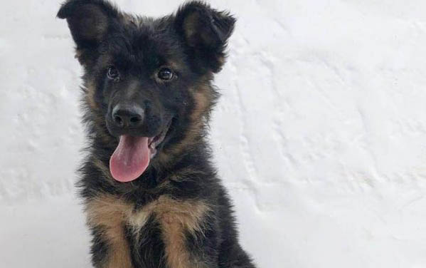 德牧和拉布拉多犬雜交的后代是什么品種