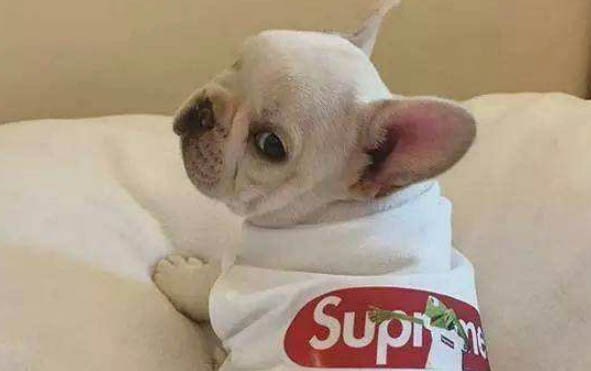 法斗犬和柯基犬優缺點對比哪個好