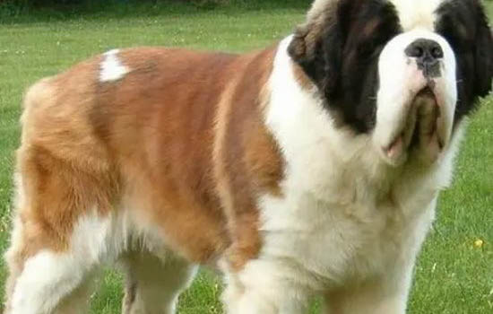 圣伯納犬嘔吐白沫的原因及處理方法