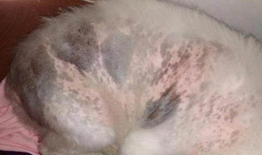狗狗被東西卡到了怎么辦？