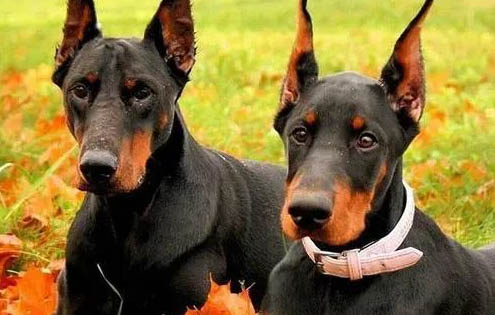 德系杜賓犬多少錢一只