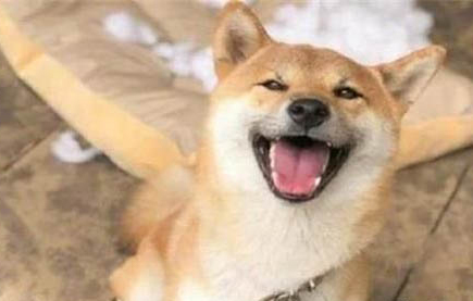 柴犬體重與月份對照表？
