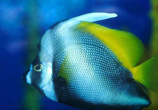 噴點(diǎn)紅劍尾坦克異形魚怎么養(yǎng)