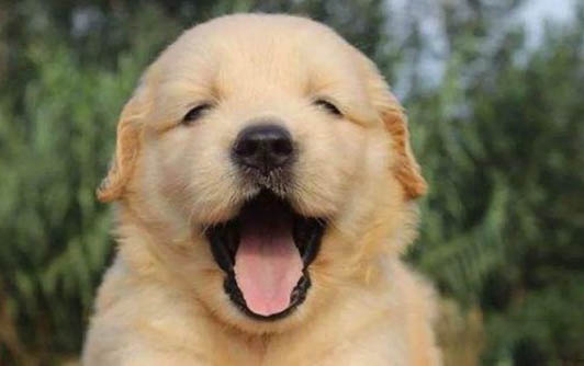 斑點狗幼犬圖片