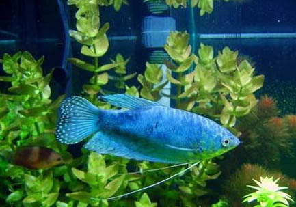 藍星魚飼養(yǎng)