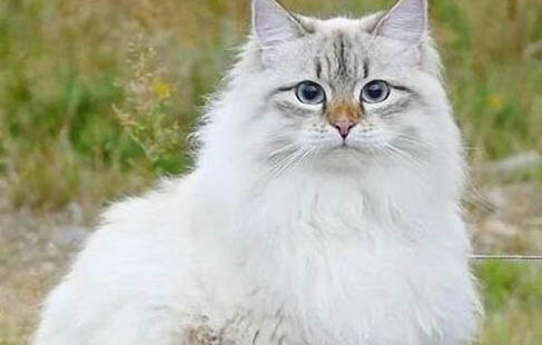 西伯利亞雪橇犬價(jià)格