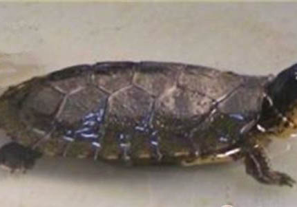 油彩木紋龜為什么沒人養