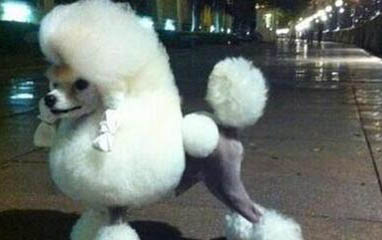 貴賓犬和比熊哪個聰明