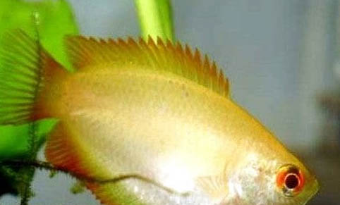 秋冬季好釣魚嗎？