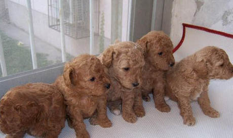 貴賓犬修剪造型方法與詳細步驟