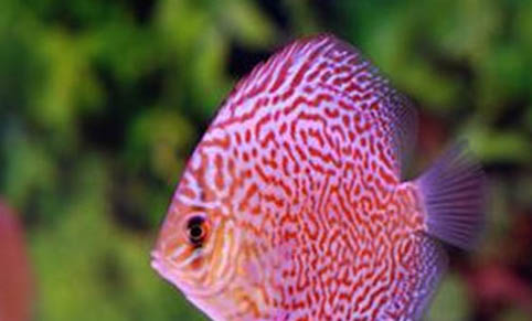 七彩和神仙魚混養嗎