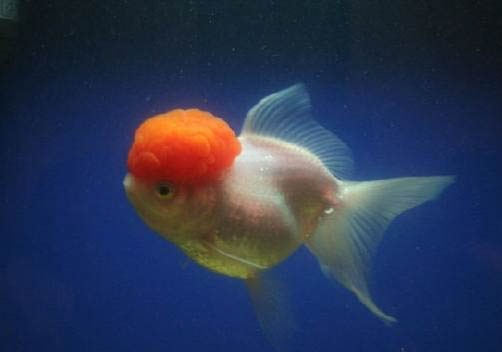 金魚和斗魚可以混養嗎