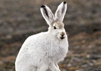 北極兔能活多久