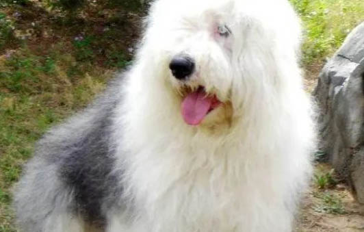 古牧犬智商排行榜第幾