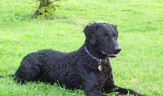 全身卷毛的狗狗有哪些品種