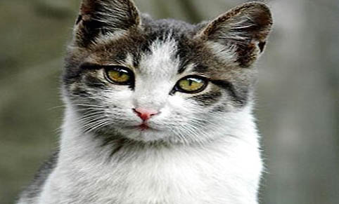 晚上睡覺發(fā)現(xiàn)貓吸人氣