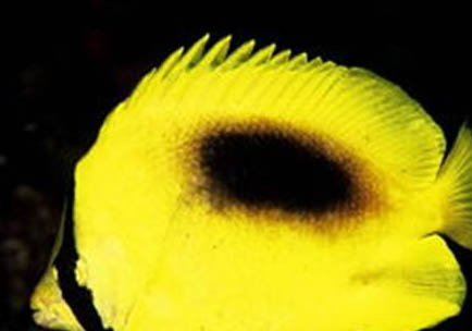 珠蝴蝶魚的喂食要點