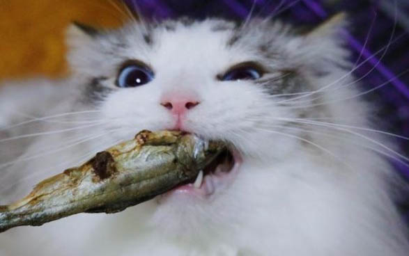 夏天熱帶魚(yú)死的原因及處理方法