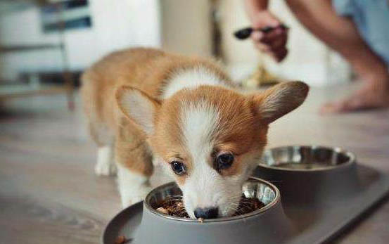 狗狗染狂犬病多久會發病