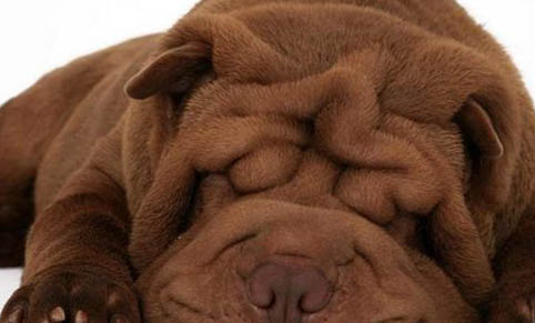 巴哥和法斗哪個更臭