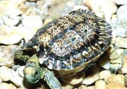 印度陸龜多少錢一只