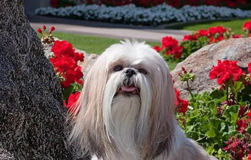 養西施犬的注意事項