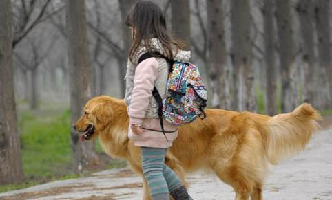 金毛幼犬喂養(yǎng)指南