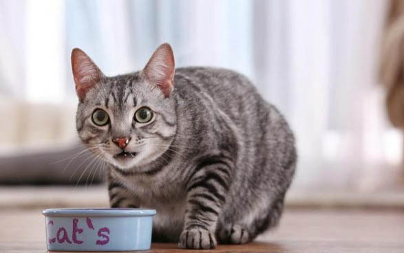 小貓身上的跳蚤怎么治啊