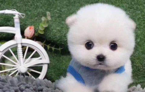 為什么不讓狗狗吃骨頭呢