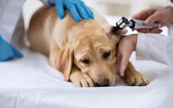 狗狗得了犬瘟鼻干要多久才會好轉