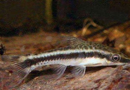 養(yǎng)魚(yú)為什么晚上要開(kāi)燈