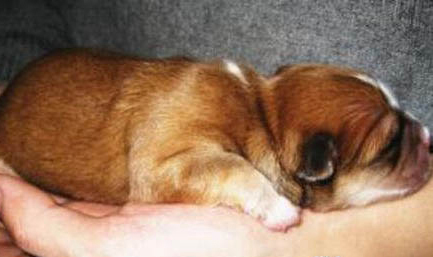 一只幼犬多久取消籠養