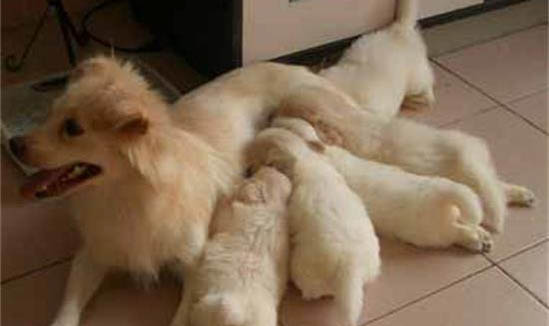母犬懷孕有什么癥狀