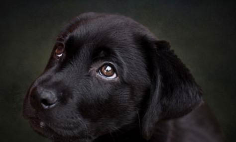 狗狗細(xì)菌性皮膚病