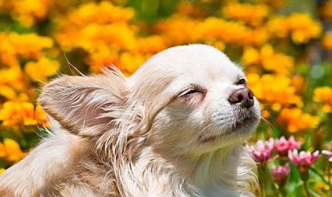 吉娃娃犬吃草的原因及處理方法