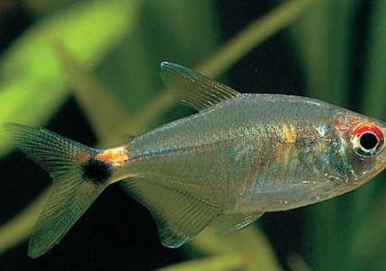 印尼虎魚多久能長大