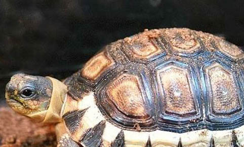 常見寵物龜的種類有幾種