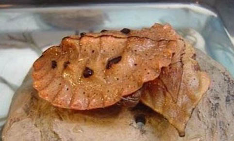 瑪塔龜為什么沒人養(yǎng)