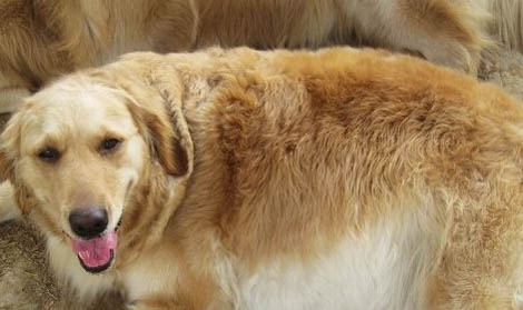 母犬下狗沒(méi)奶的原因及處理方法