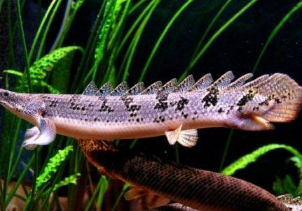 魚身上有白點是怎么回事