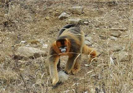 緬甸金絲猴多少錢一只