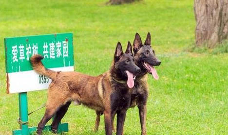 護衛犬有哪些？