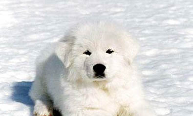 大白熊犬為什么突然不愛吃東西?