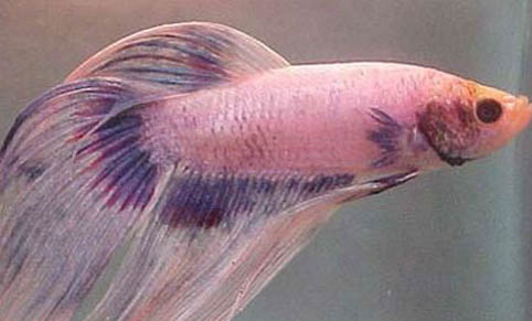 養魚養幾條好？