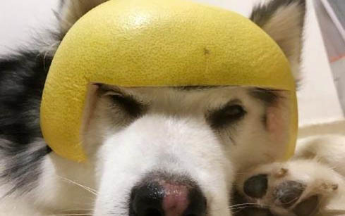 狗狗發(fā)燒有哪些癥狀表現(xiàn)