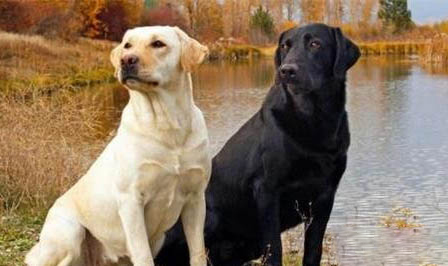 拉布拉多幼犬感冒癥狀有哪些