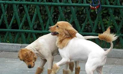 狗狗犬瘟一般要多少天才能好