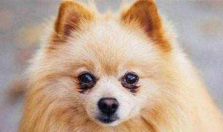 博美犬冠狀病毒需要禁食嗎
